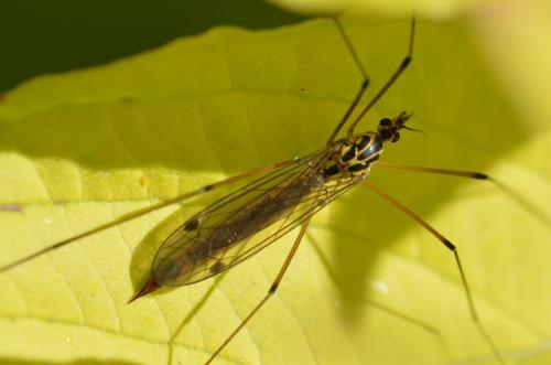 Réf. 271 292 : Nephrotoma cornicina